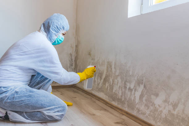 Licensed Mold Remediation service in Tall Timbers, MD - WQB Mold Removal